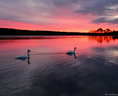 viaje a finlandia suecia islas åland cisnes puesta de sol