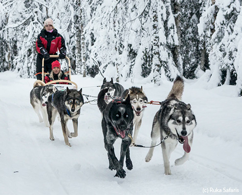 viaje finlandia kuusamo ruka trineo peros huskies