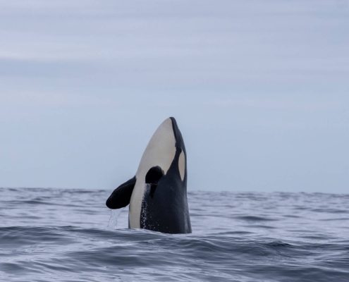 Orca asomando sobre la superficie del mar en aguas de Lofoten, Noruega