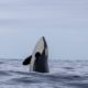 Orca asomando sobre la superficie del mar en aguas de Lofoten, Noruega