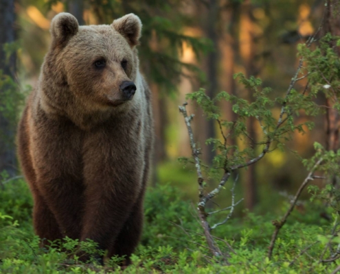 Oso pardo observado desde hide en bosque boreal de Kuhmo, Finlandia