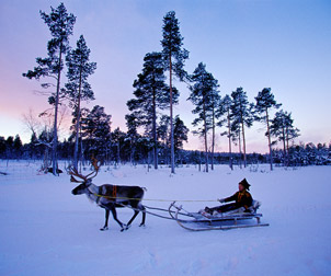 viaje a laponia finlandia trineo de renos sami