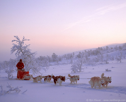 viaje a laponia trineo perros husky puesta de sol