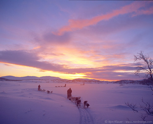 viaje a laponia trineo perros husky puesta de sol