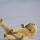 viaje a spitsbergen svalbard oso polar jugando