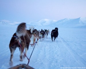 viaje a svalbard spitsbergen trineo de perros husky