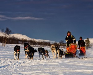 viaje a noruega tromso trineo de perros husky