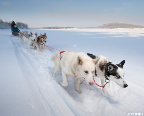 viaje a laponia suecia ICEHOTEL trineo perros husky