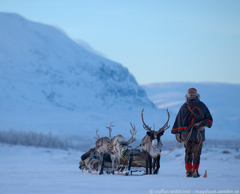 viaje a laponia suecia trineo renos sami
