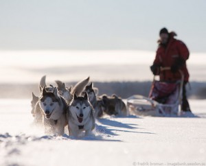 viaje a laponia suecia safari trineo de perros husky
