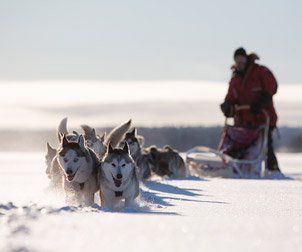 viaje a laponia trineo de perros husky suecia