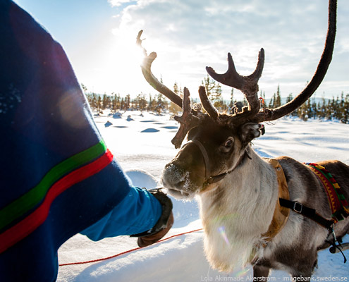 viaje a laponia suecia sami renos