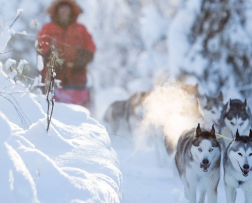 Guía conduciendo trineo de huskies por paisaje nevado en invierno en Kiruna, Laponia Sueca
