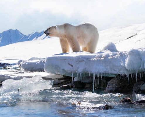 Oso polar caminando sobre hielo marino en el archipiélago de Svalbard