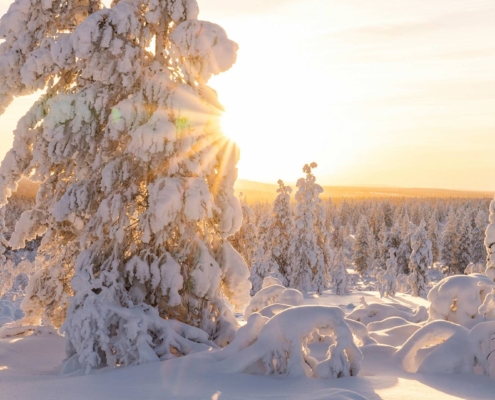 Bosque nevado iluminado por el sol de invierno en Saariselkä, Laponia