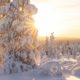 Bosque nevado iluminado por el sol de invierno en Saariselkä, Laponia