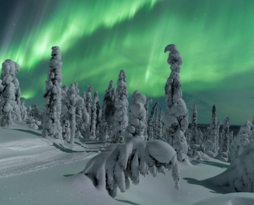 Auroras boreales sobre bosque nevado con árboles cubiertos de escarcha en Laponia