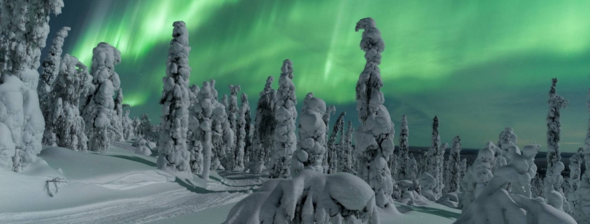 Auroras boreales sobre bosque nevado con árboles cubiertos de escarcha en Laponia
