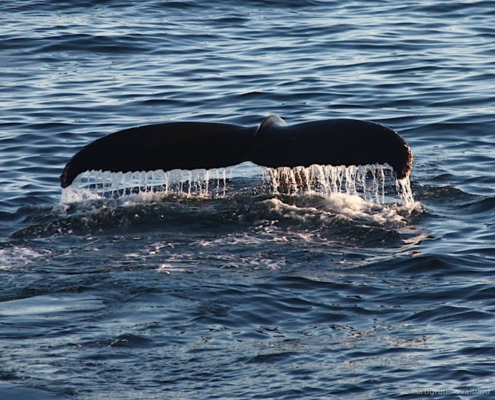 Ballena emergiendo en aguas abiertas del archipiélago de Svalbard