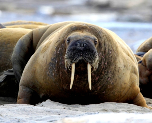 Morsa descansando sobre grava costera en la isla de Moffen, Svalbard