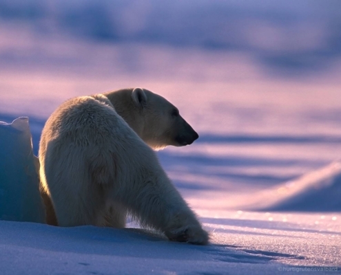Oso polar caminando sobre hielo marino fragmentado en Svalbard