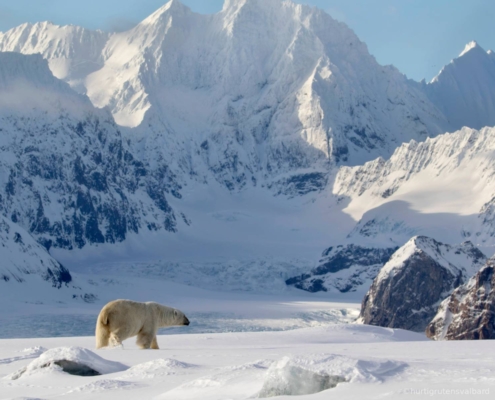 Oso polar en un paisaje ártico de gran escala en Svalbard, rodeado de montañas y hielo.
