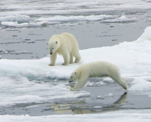 Osos polares desplazándose sobre el hielo marino en el entorno ártico de Svalbard.