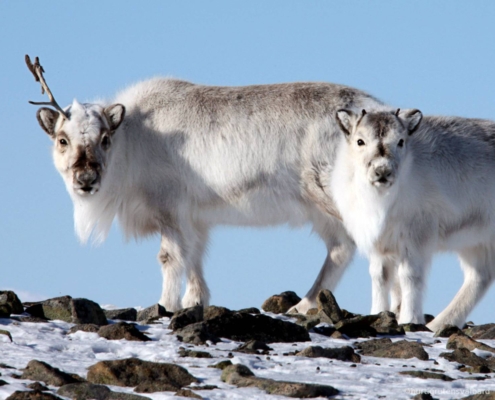 Renos de Svalbard caminando sobre tundra pedregosa sin nieve
