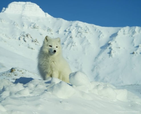 Zorro ártico caminando junto a hielo glaciar en Svalbard