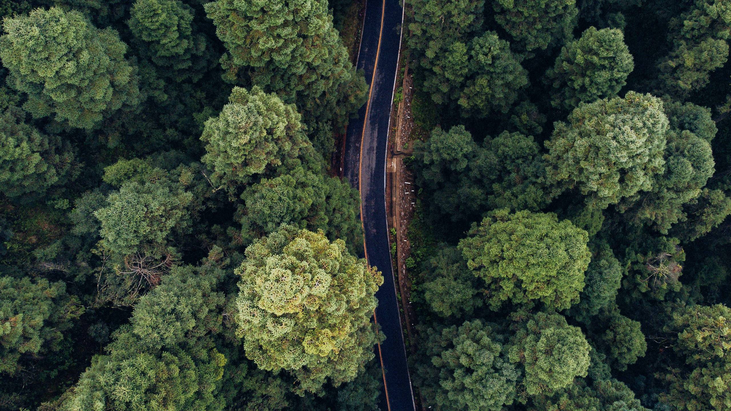 Vista aérea de bosque boreal con copas densas y continuas en la región nórdica
