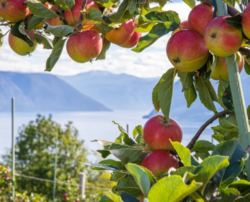 Manzanos con frutos rojos en primer plano y fiordo al fondo en verano