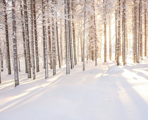 Bosque boreal nevado con troncos rectos y suelo cubierto de nieve