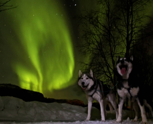 Dos huskies sobre la nieve bajo auroras boreales verdes en Alta, Noruega.